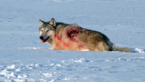 Волк преследовал инспектора в заказнике в Новосибирской области.jpg